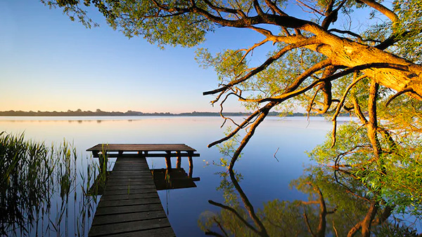 Calm picture of dock on a body of water with a large tree branch hanging over the scene